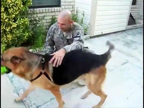 German Shepherd fetches ball, returns to find his Soldier home from deployment