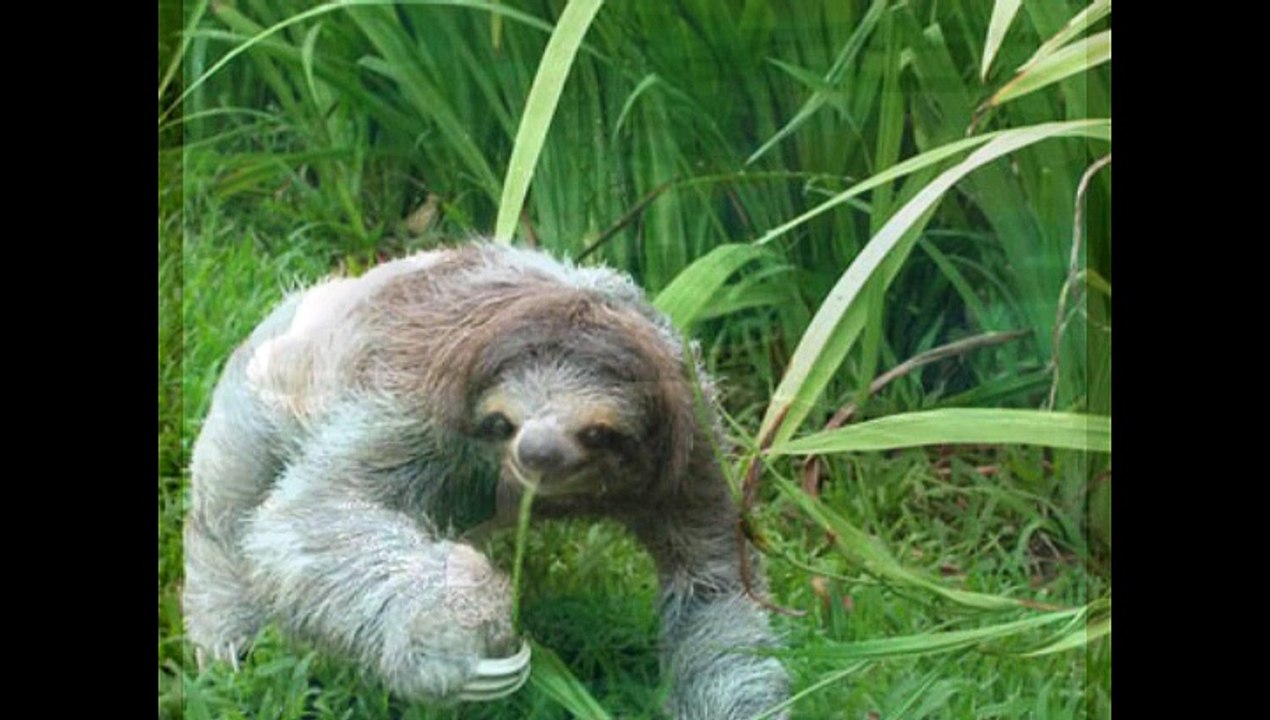 Vom austerben bedrohte Tierarten