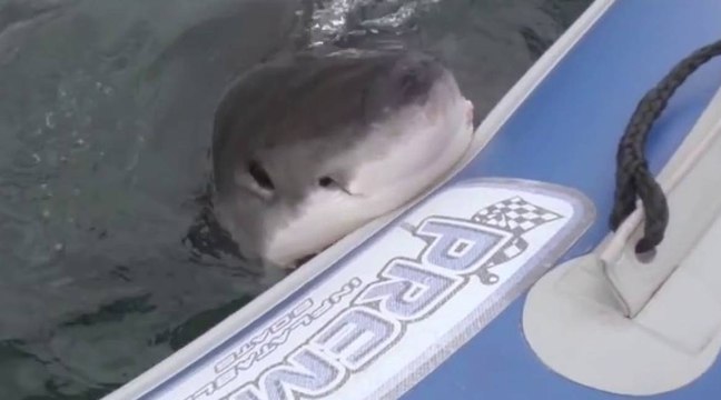 Un requin blanc s'attaque à un zodiac