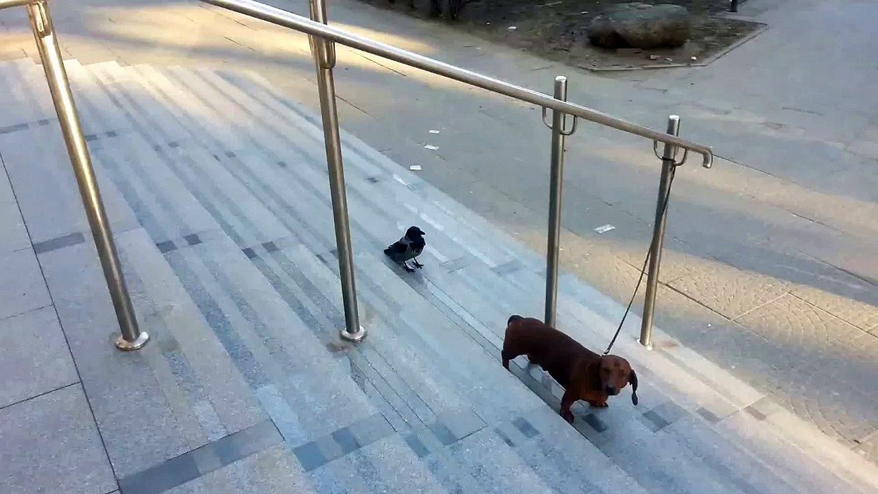 Le corbeau emmerdeur
