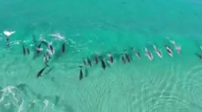 En Australie, les dauphins aussi prennent des vagues !