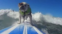 Les chiens savent aussi surfer !