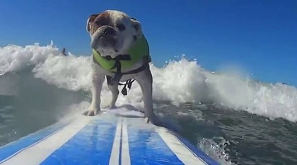Les chiens savent aussi surfer !