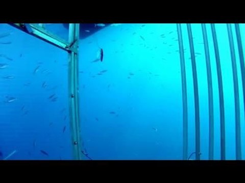Un top modèle nage avec un requin de 3 mètres