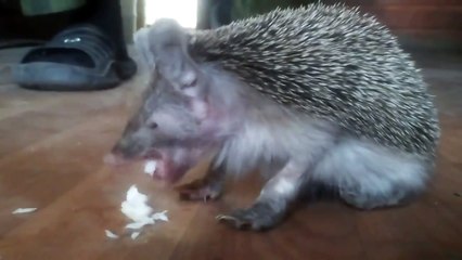 Hedgehog with insatiable appetite