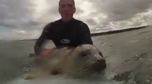 Insolite : surfer avec un phoque, c'est possible !