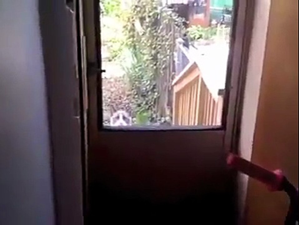 Diese Katze will wohl Sprechen können...