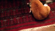 Funny Video Little Kitten Playing iPad MUST SEE TOPTEN10@FUNNY