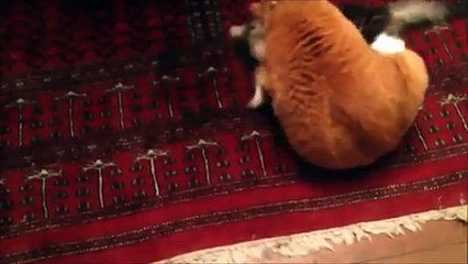 Funny Video Little Kitten Playing iPad MUST SEE TOPTEN10@FUNNY