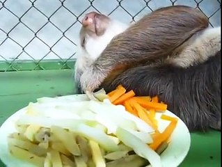 Yattığı yerden yemek yiyen tembel hayvan