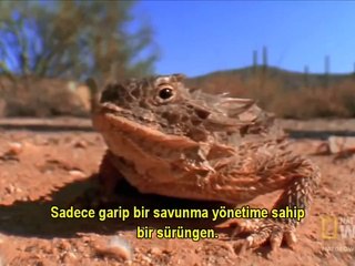 Boynuzlu (Kan Fışkırtan) Kertenkele !