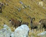 Dağ keçileri