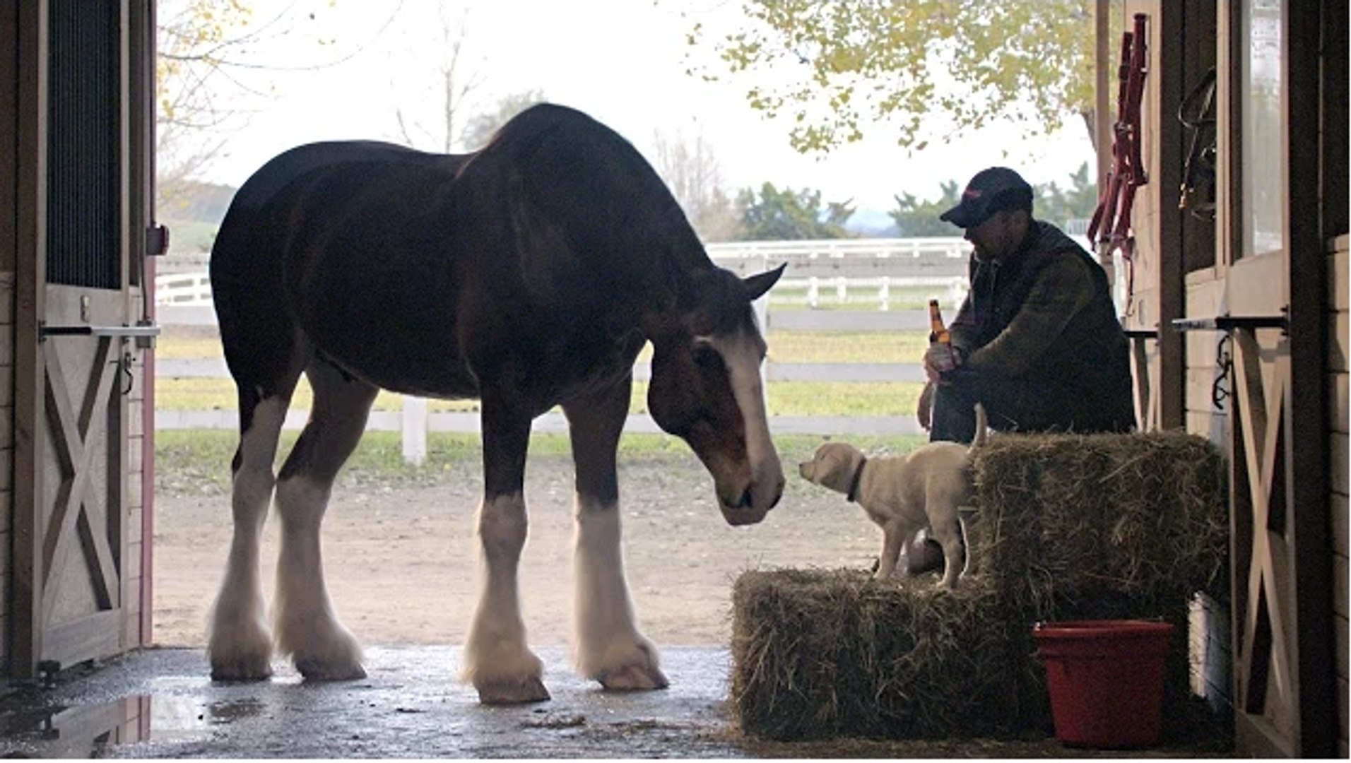Super Bowl 2015 Budweiser Super Bowl Commercial Lost Dog Budweiser Bestbuds Super Bowl Xlix Video Dailymotion