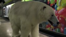 Un ours polaire se promène dans le métro londonien !