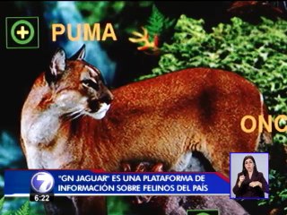 Una iniciativa sobre felinos en el país busca ayuda para difundirse en el extranjero