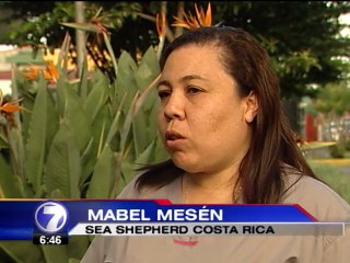 Ambientalistas de todo el mundo piden a Japón detener matanza de delfines