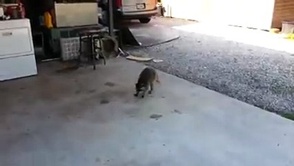 Hırsız Hayvan Thuglife