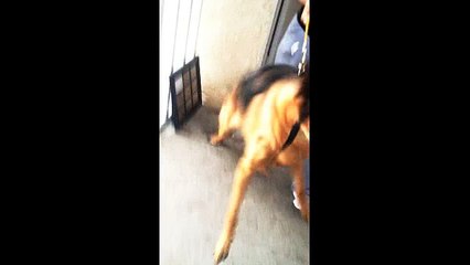 Dog Aggression Boot Camp Las Vegas (855) 558-5757