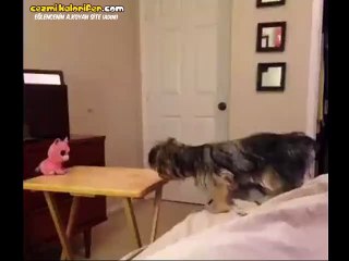 Sahibinin Gazabına Uğrayan Köpek