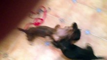 Драка собак жесть - Dog fight