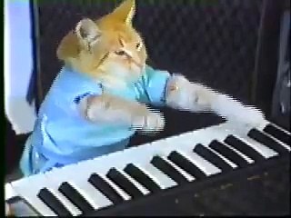 Cat Playing Piano And Happy At All