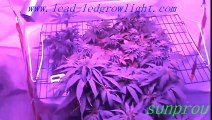 led plant grow light for indoor planting