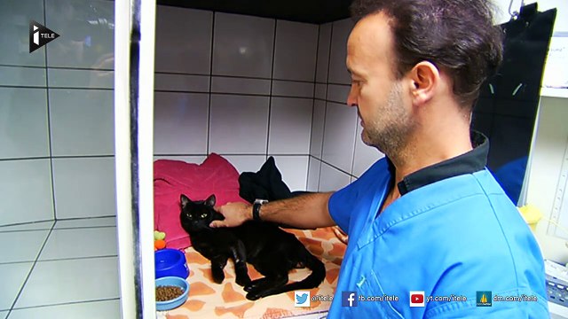 Les animaux sont officiellement doués de sensibilité