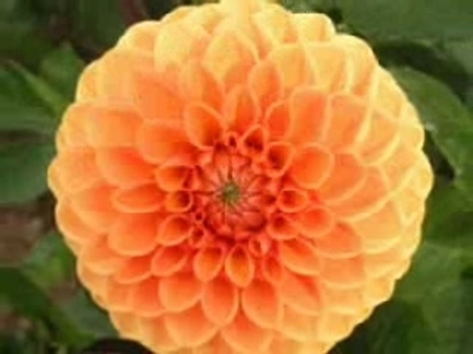 Jardin du Guelmeur  Brest 2006