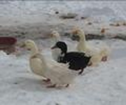 Sahibi elleriyle besliyor, o da sevgisini böyle gösteriyor