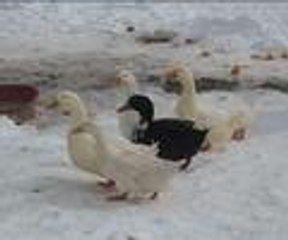 Sahibi elleriyle besliyor, o da sevgisini böyle gösteriyor