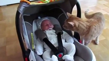 Dunya News-Cat Meets Baby For The First Time