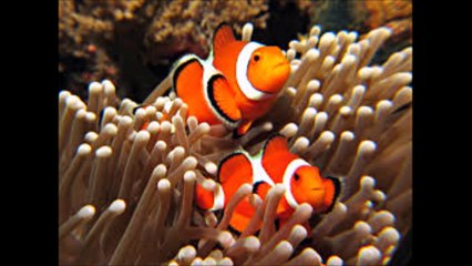 스포츠배팅사이트 『『 ＨＡ７ＢＡ．ＣＯＭ 』』와이즈프로토