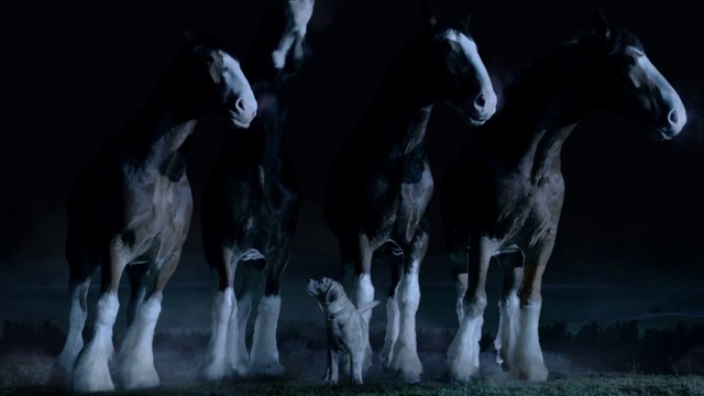 So cute and touching TV ads : 2015 Budweiser Super Bowl Commercial “Lost Dog”