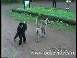 monkey with dog