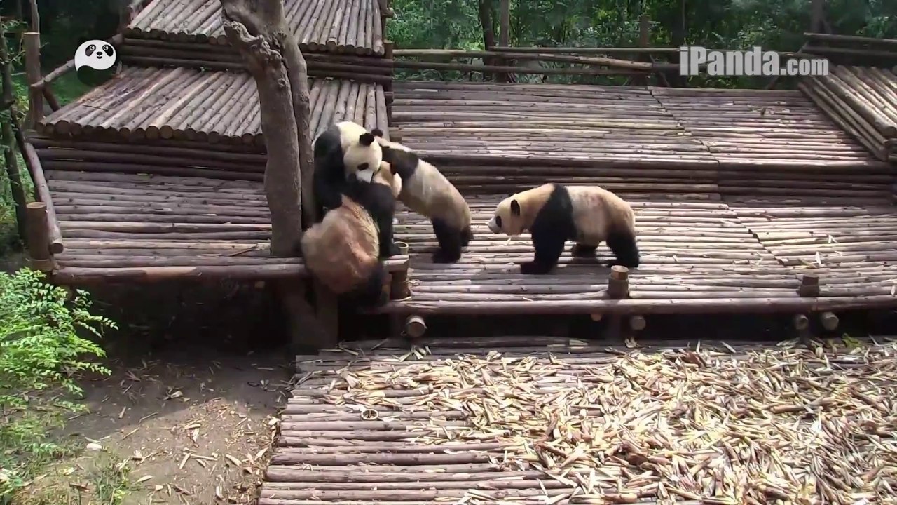 4 pandas en mode Super Star du Catch!