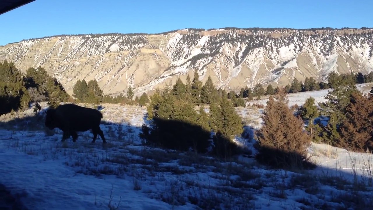Parc de Yellowstone au réveil : vue magique sur les bisons!