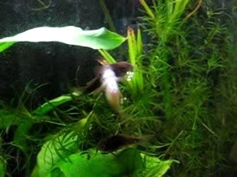 ponte corydoras