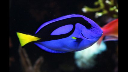 스포츠배팅사이트 ≪≪ ＨＡ７ＢＡ．ＣＯＭ ≫≫ 온라인토토사이트