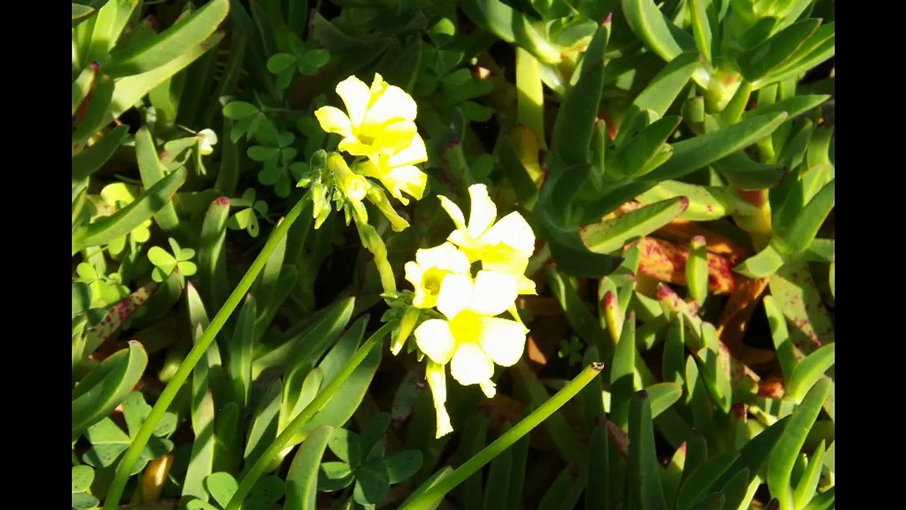 de Madalena à Lavadores en photos