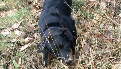 une éducation bien menée  3 chiots beauceron