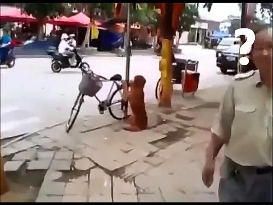 Amazing Dog
