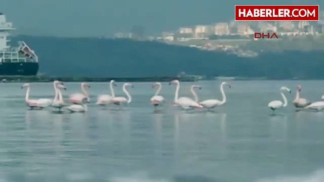 İzmir Alsancak Kuş Limanı