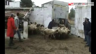 TG 28.01.15 Diossina, a Massafra saranno abbattuti 64 bovini