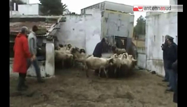 TG 28.01.15 Diossina, a Massafra saranno abbattuti 64 bovini