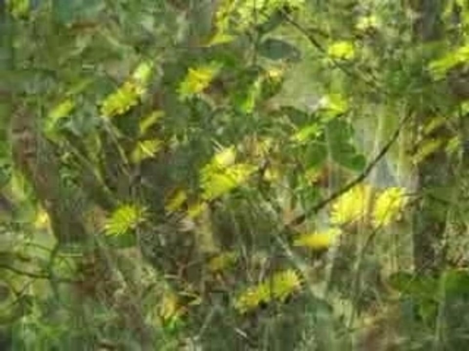 Clip_videonatura