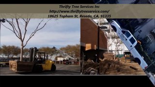 Thrifty Tree Services Inc : Tree Services in Reseda, CA