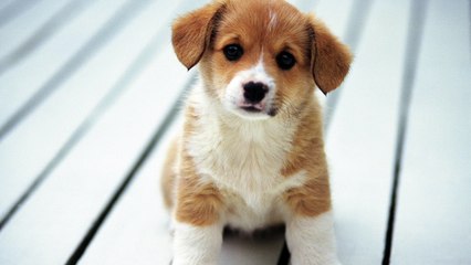 Sahih hadiths that contradict quran