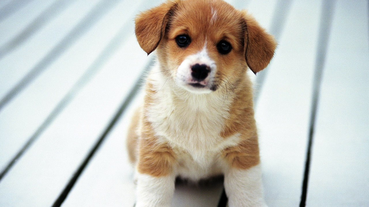 Sahih hadiths that contradict quran