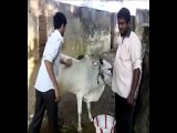 Lol. This Guy Got Owned By A Cow
