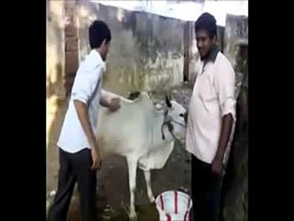 Lol. This Guy Got Owned By A Cow